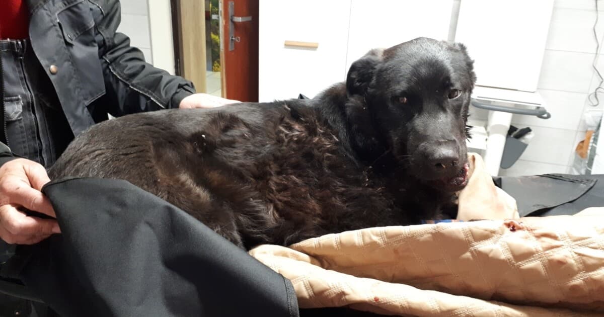 Na Slovensku sa šíri giardióza: Ochorenie môže ohroziť aj ľudí