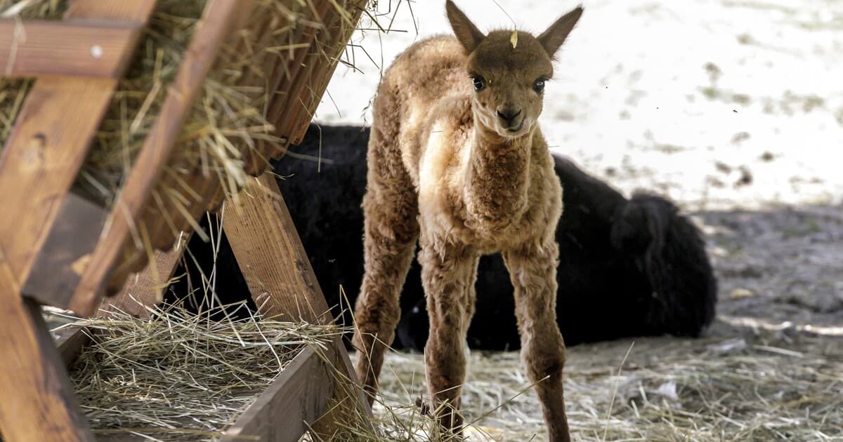 Bratislavská zoo varuje: Pyrotechnika ohrozuje zvieratá