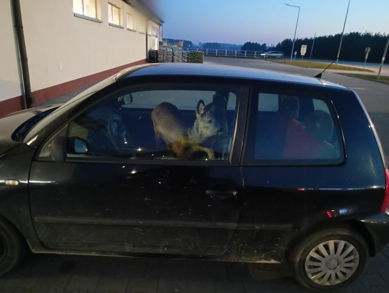 Žena zrazila srnu a prepravila ju v aute: Policajti zostali v šoku