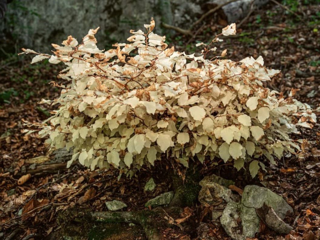 Tajomstvá bieleho buka: Prežitie bez fotosyntézy