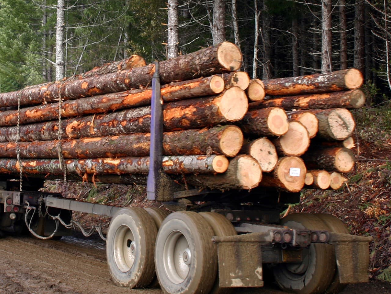 Kontroverzia okolo ťažby dreva v TANAP-e: Aktivisti varujú