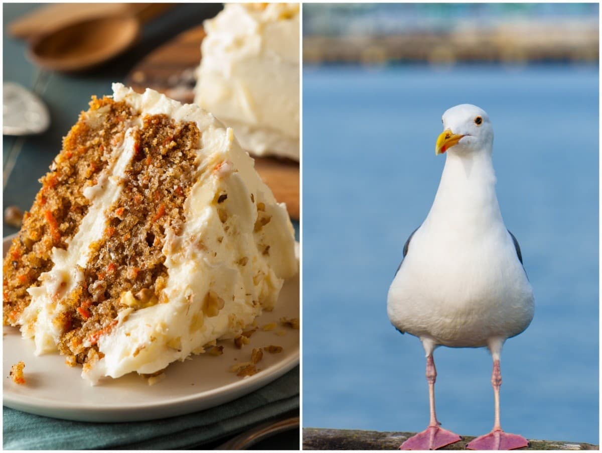 Čajka znepríjemnila deň malému Arlovi: Koláčik mu vytrhla z rúk