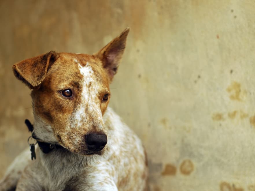 Súd rozhodol o týraní psa: Muž dostal podmienku na dva roky