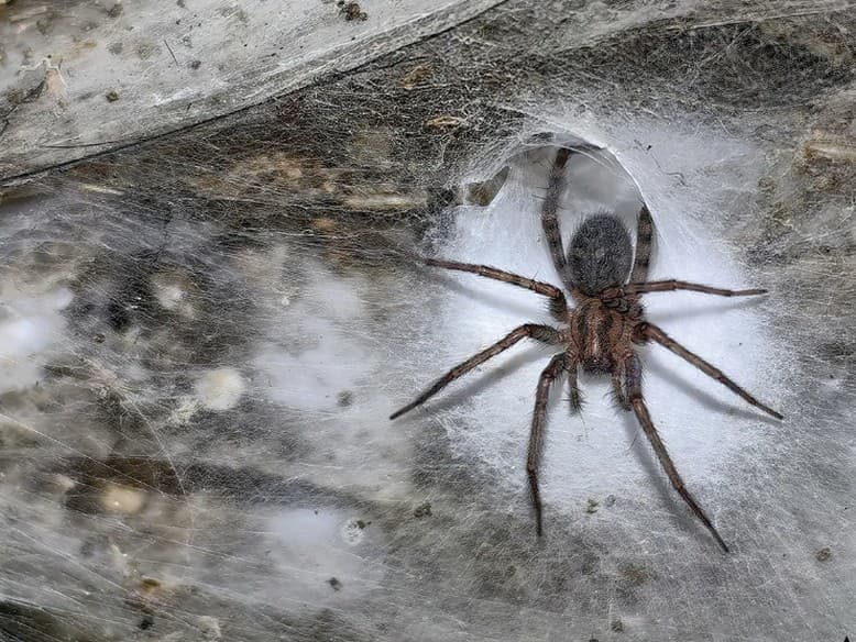 Obria kolónia pavúkov: Príroda prekvapila vedcov v jaskyni