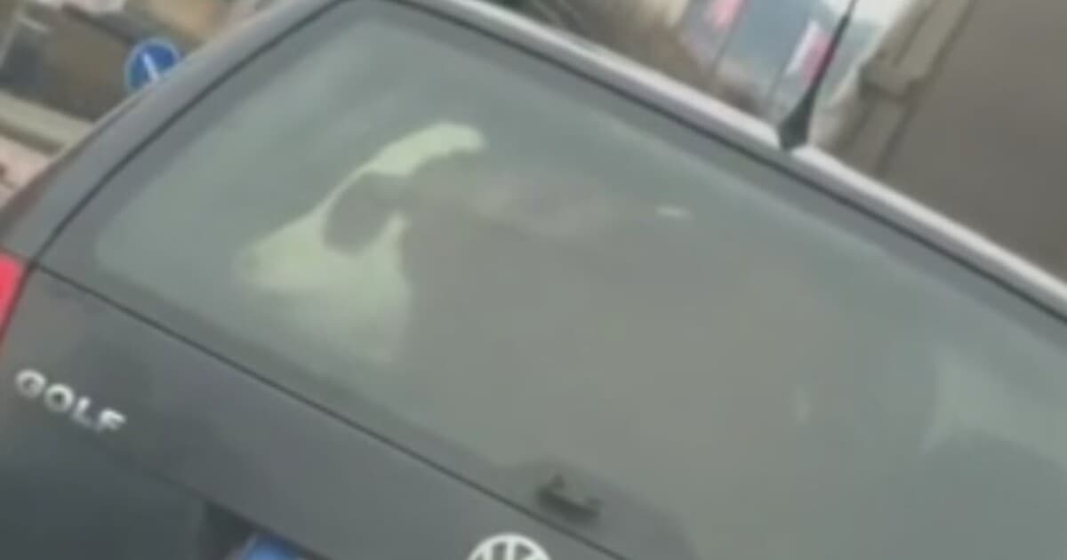 Šofér s kravou v kufri: Bizarná jazda v Spišskej Belej