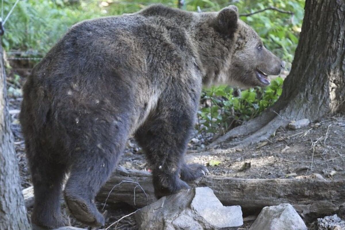 Na Slovensku ubudlo 201 medveďov, odborníci hodnotia situáciu pozitívne