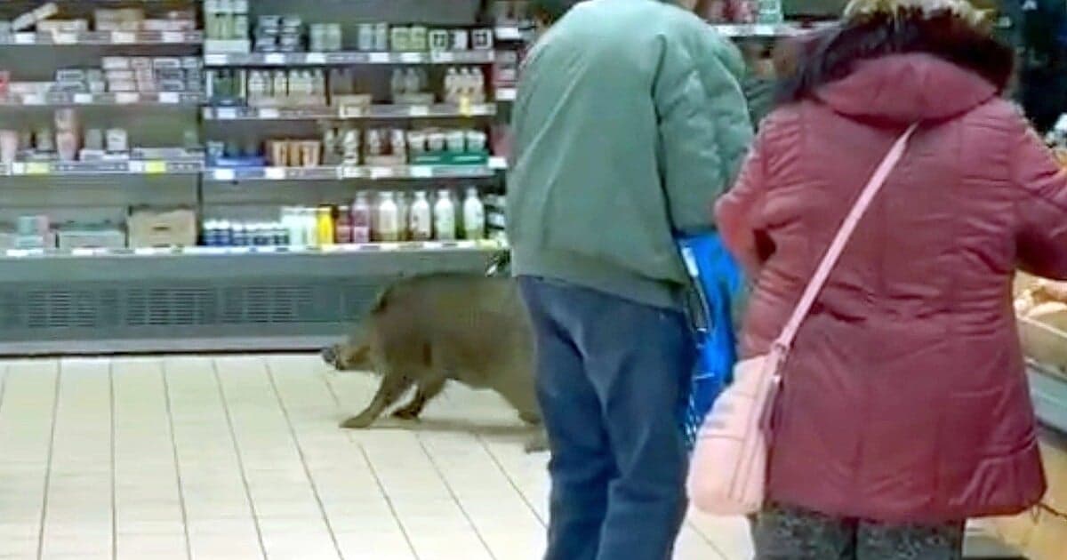 Diviak v Plzni: Nebezpečný incident v Tescu