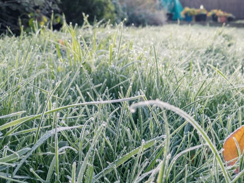 Oživte svoj trávnik po zime: Tipy na regeneráciu a údržbu