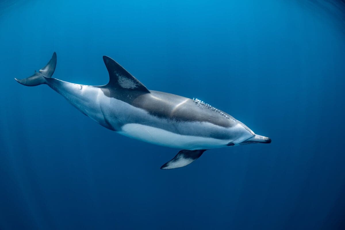 Delfíny pri Francúzsku umierajú mladšie, rybolov ohrozuje ich existenciu