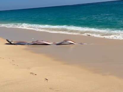 Mýtická ryba z Mexika: Varovanie pred katastrofou alebo len zriedkavý jav?