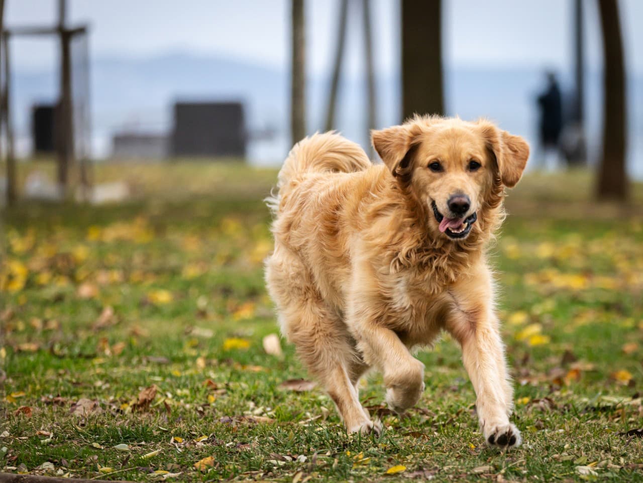 Taliansko: Turisti sa vyhnú dani za psov, vláda ustúpila