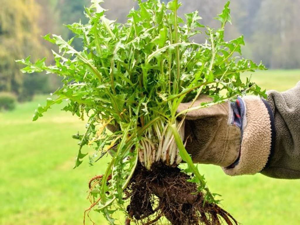 Záhradkári objavili lacný trik proti burine