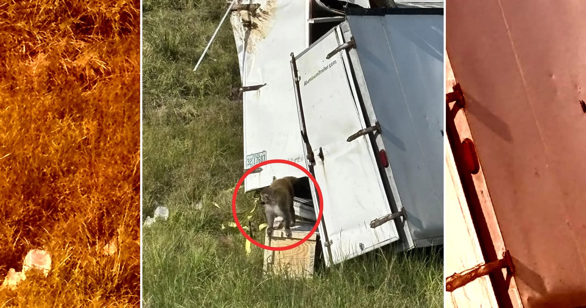 Nehoda s opicami v Mississippi vyvolala paniku a nejasnosti