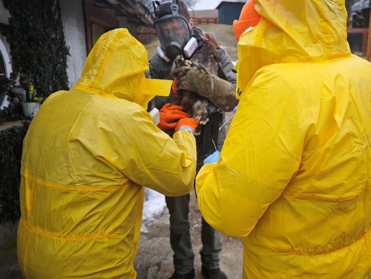 Ohnisko vtáčej chrípky v Klenove: Laboratóriá potvrdili vírus H5N1