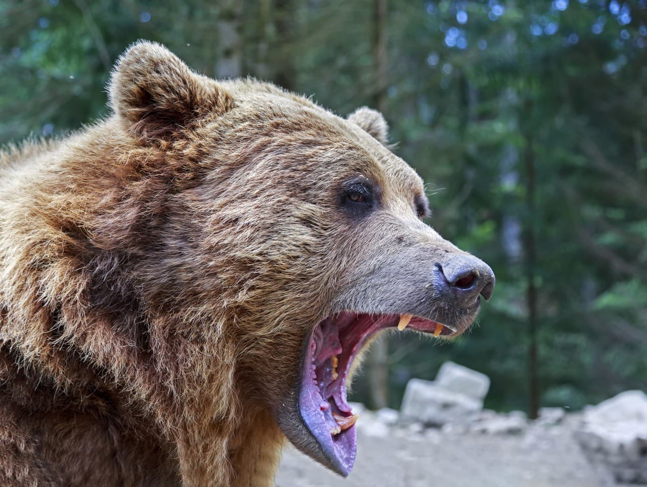 Útok medveďa na auto šokoval Japonsko: Hrozba pre obyvateľov narastá
