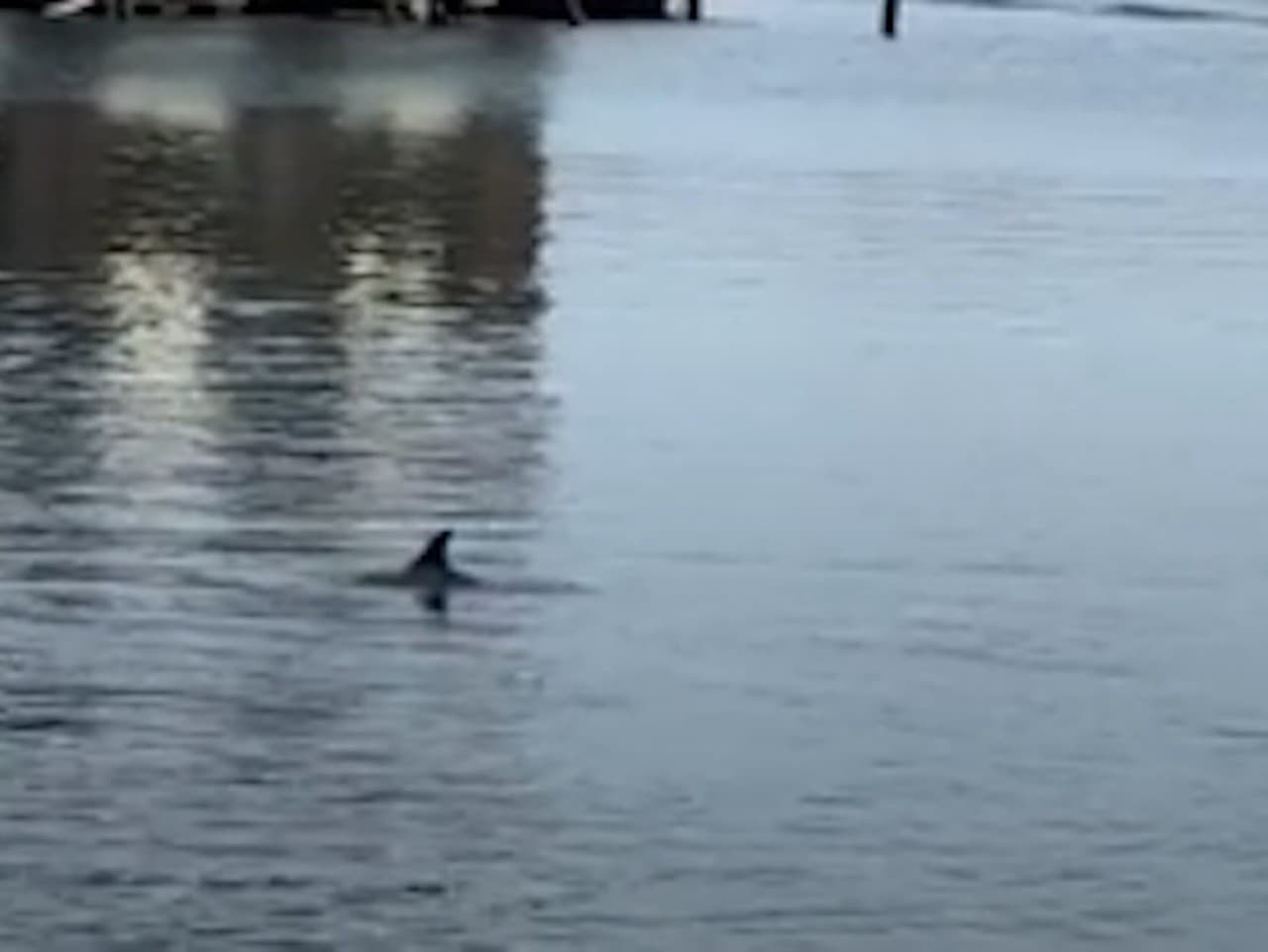 Delfíny v Kodani: Historický moment prilákal zvedavcov k prístavu