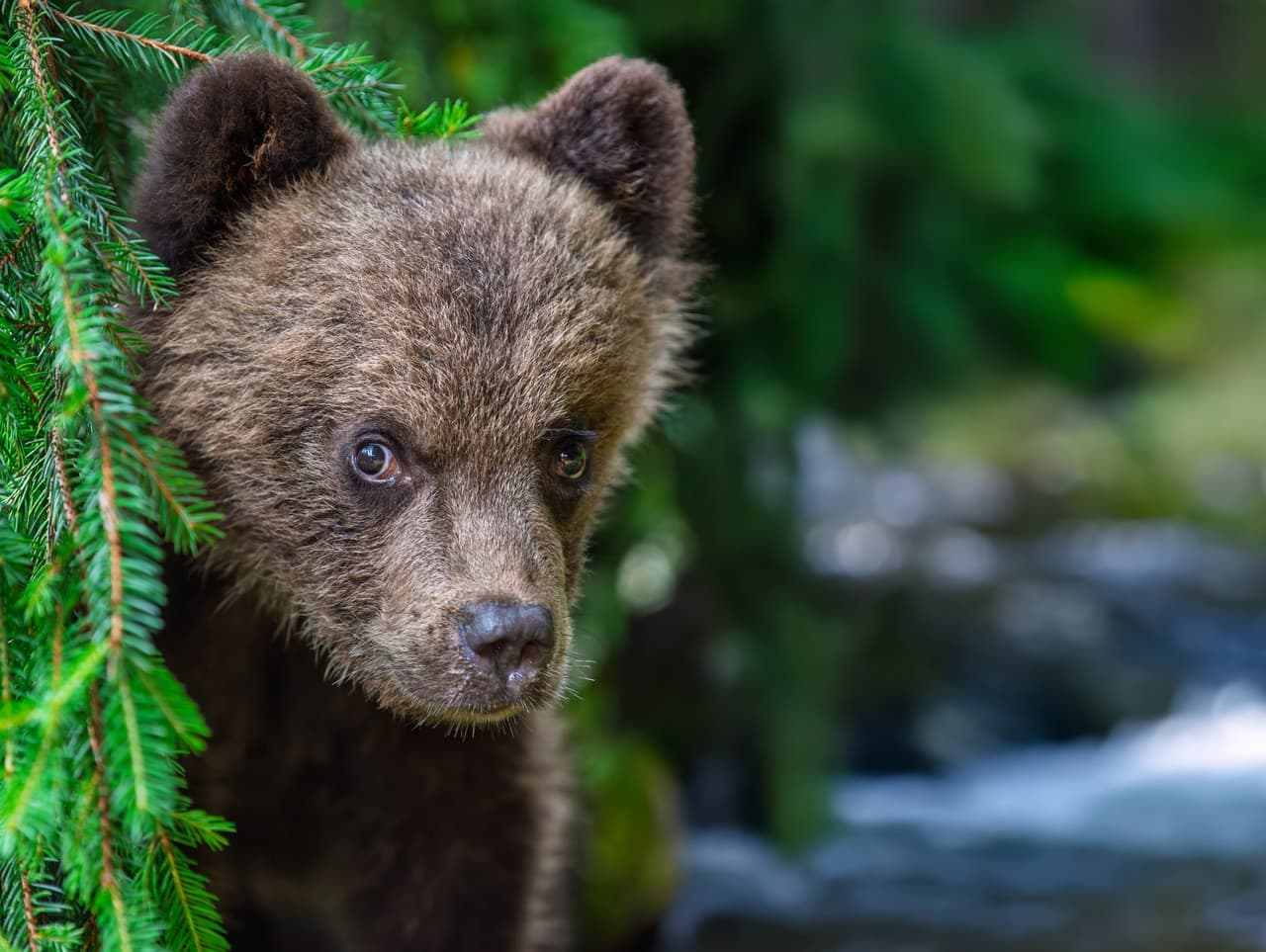 Japonsko nasadzuje bývalých policajtov na boj proti medveďom