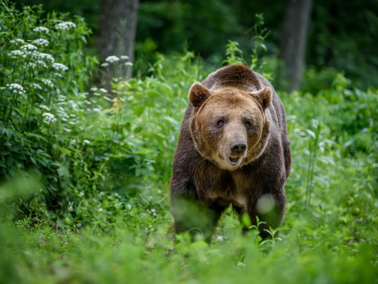 Súd zrušil výnimku na odstrel medveďov, ministerstvo prehralo