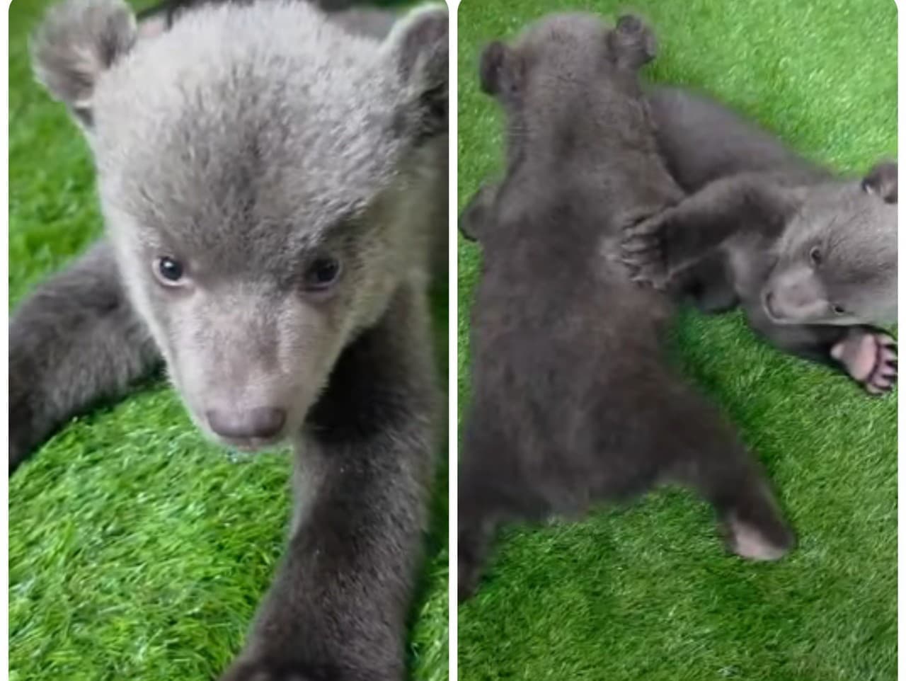 Malé medvedice v Bojniciach robia pokroky, no ich budúcnosť je neistá