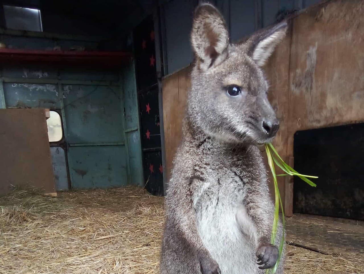 Vianočný klokan ušiel na prechádzku, obec prosí o pomoc