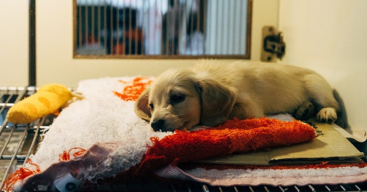 Na Slovensku sa šíri kotercový kašeľ medzi psami