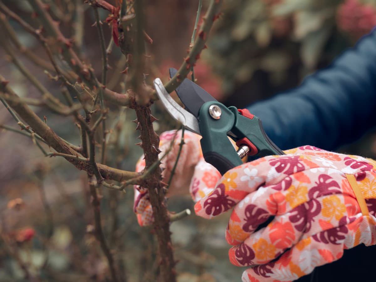 Kedy a ako správne orezať dreviny pre bohatšie kvety?