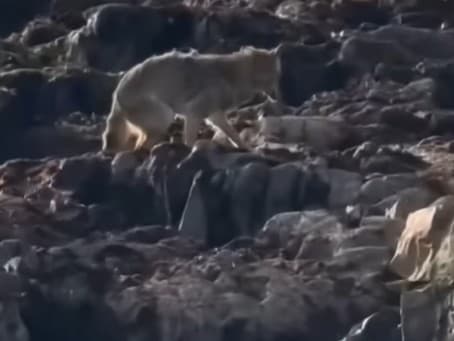 Divoký kojot prekvapil na Alcatraze: Historický moment zachytený na videu