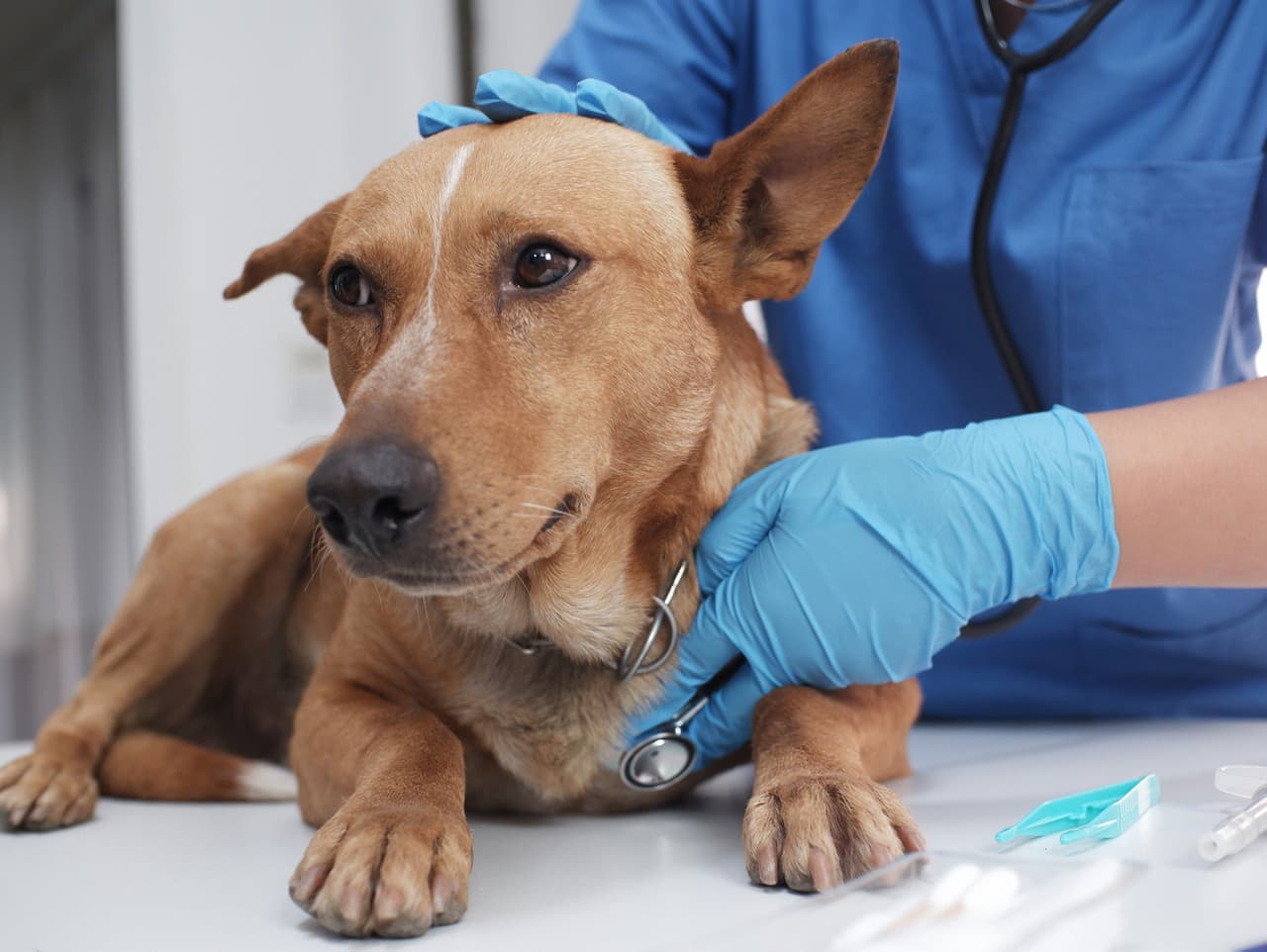 V Bratislave sa šíri nebezpečná giardióza medzi psami