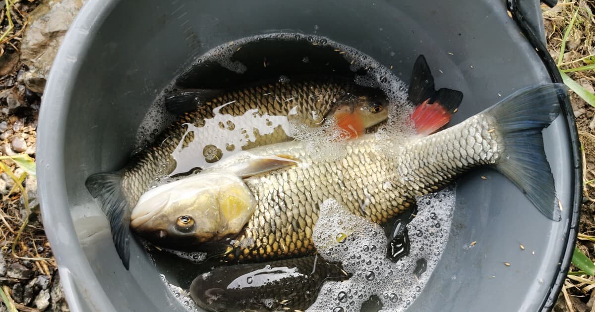 Zákaz konzumácie rýb z rieky Slaná: Varovanie pred ťažkými kovmi