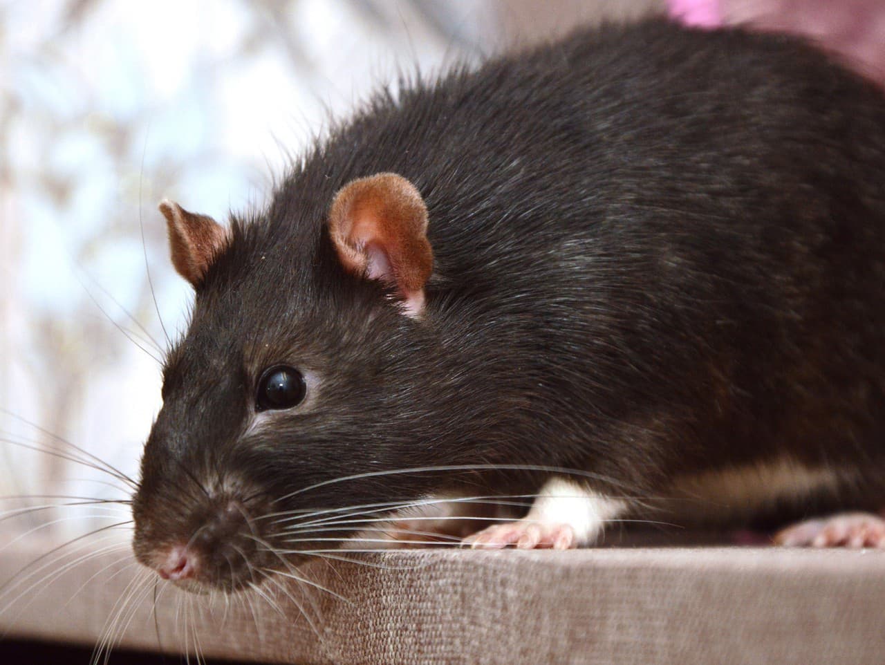 Potkany ulovili netopiere vo vzduchu: Prelomový objav vedcov