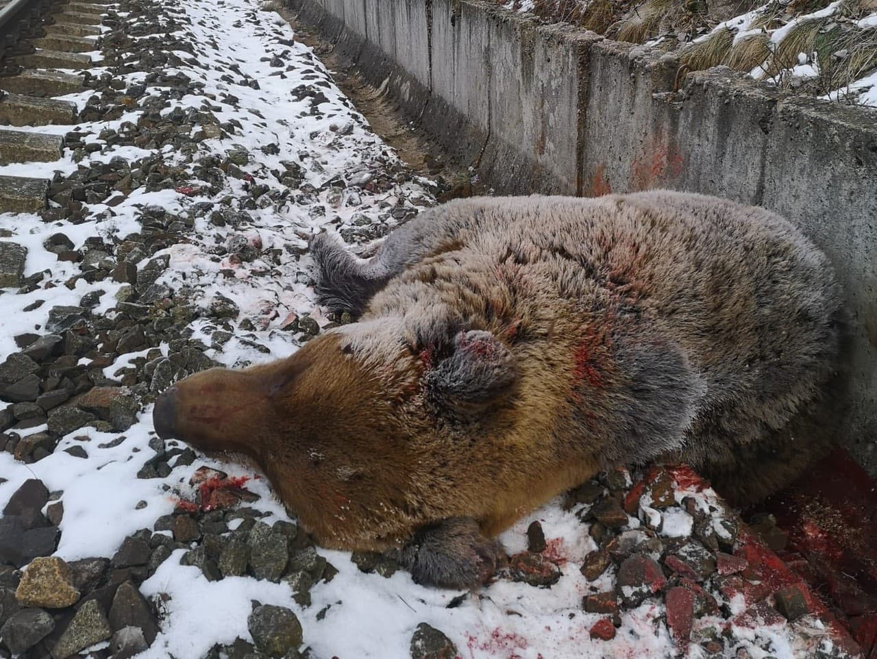 Tragédia na železnici: Medveď hnedý zahynul pod kolesami vlaku