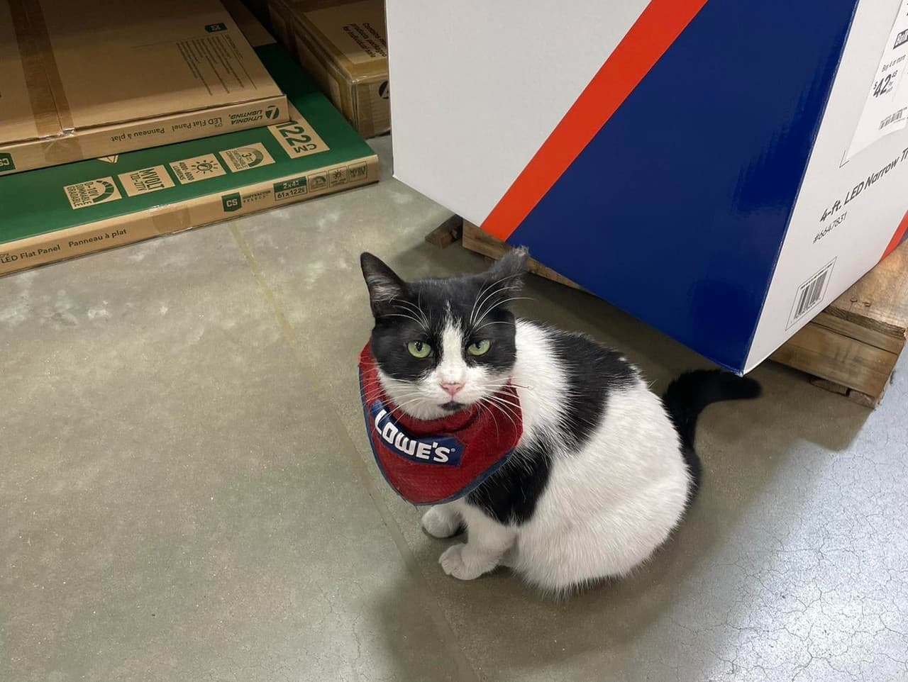 Mama Cat: Mačka, ktorá spojila komunitu, čelí vyhnanstvu z obchodu