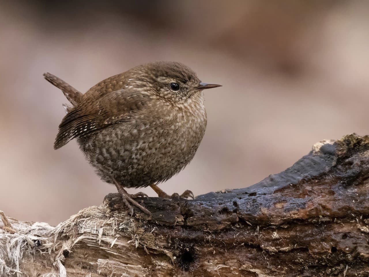 Zimné prežitie mestských zvierat: Vtáky, ryby a ježkovia v akcii