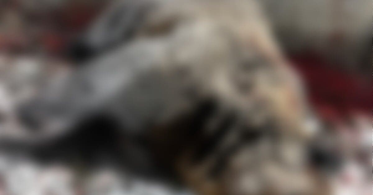 Vlak zrazil medveďa hnedého pri Banskej Bystrici