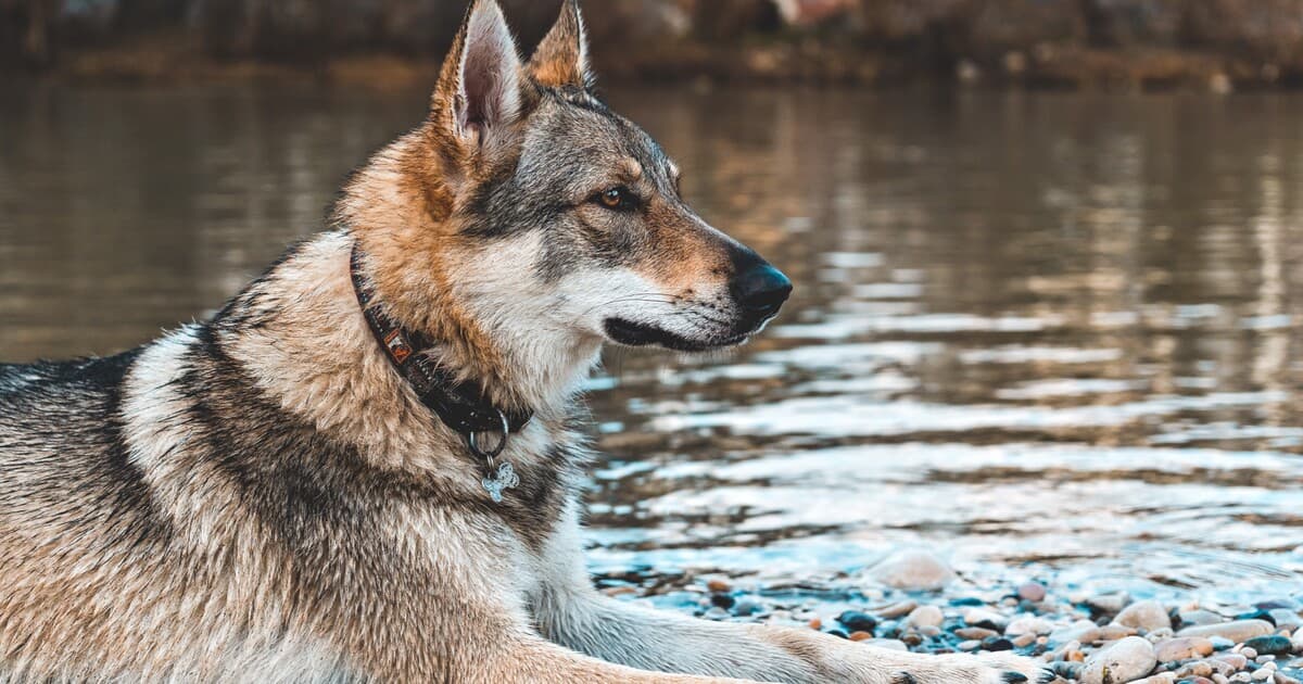 Prekvapivé zistenia o vlčej DNA moderných psov