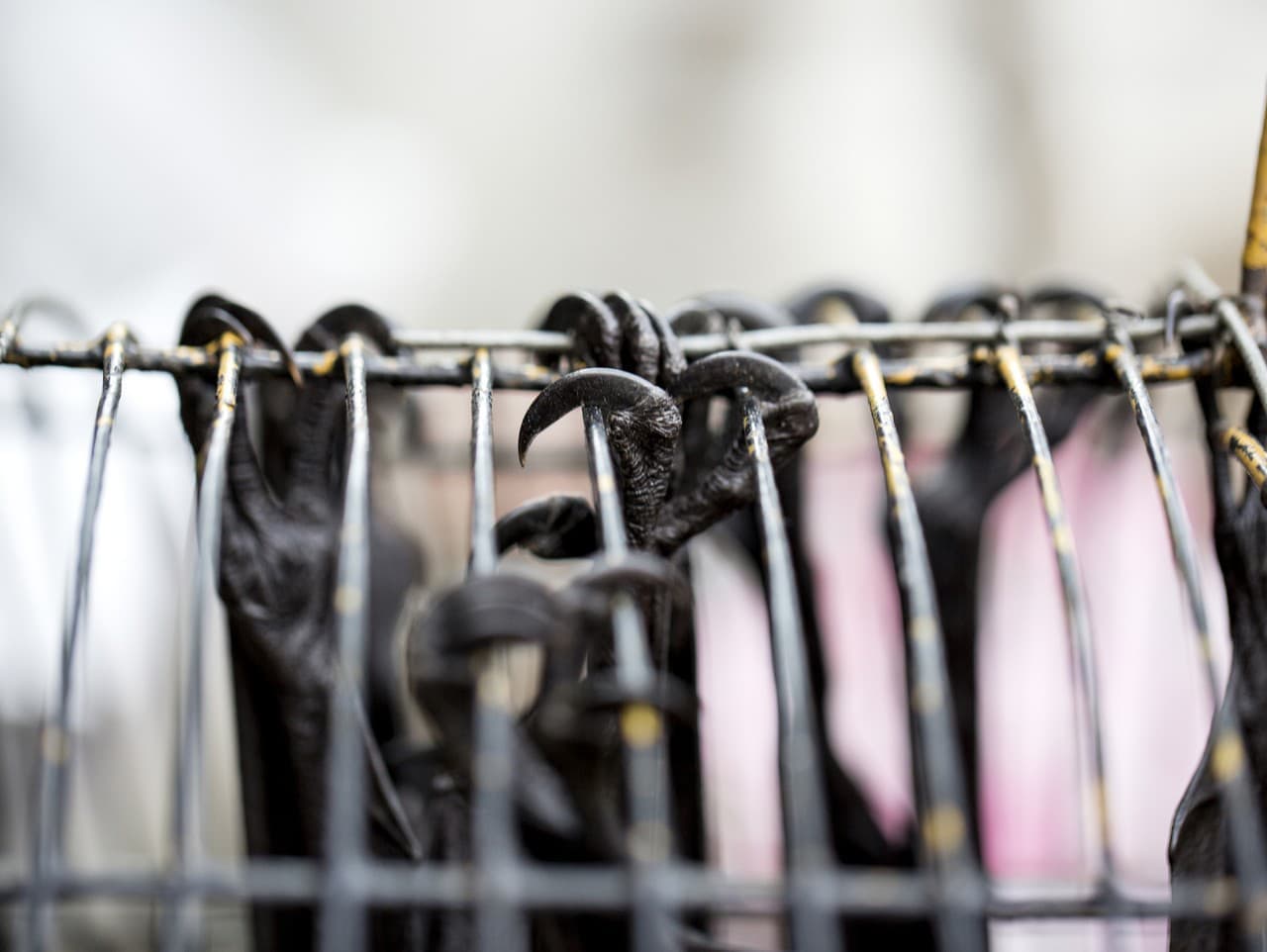 Obchodovanie so zvieratami dosiahlo rekord v roku 2025