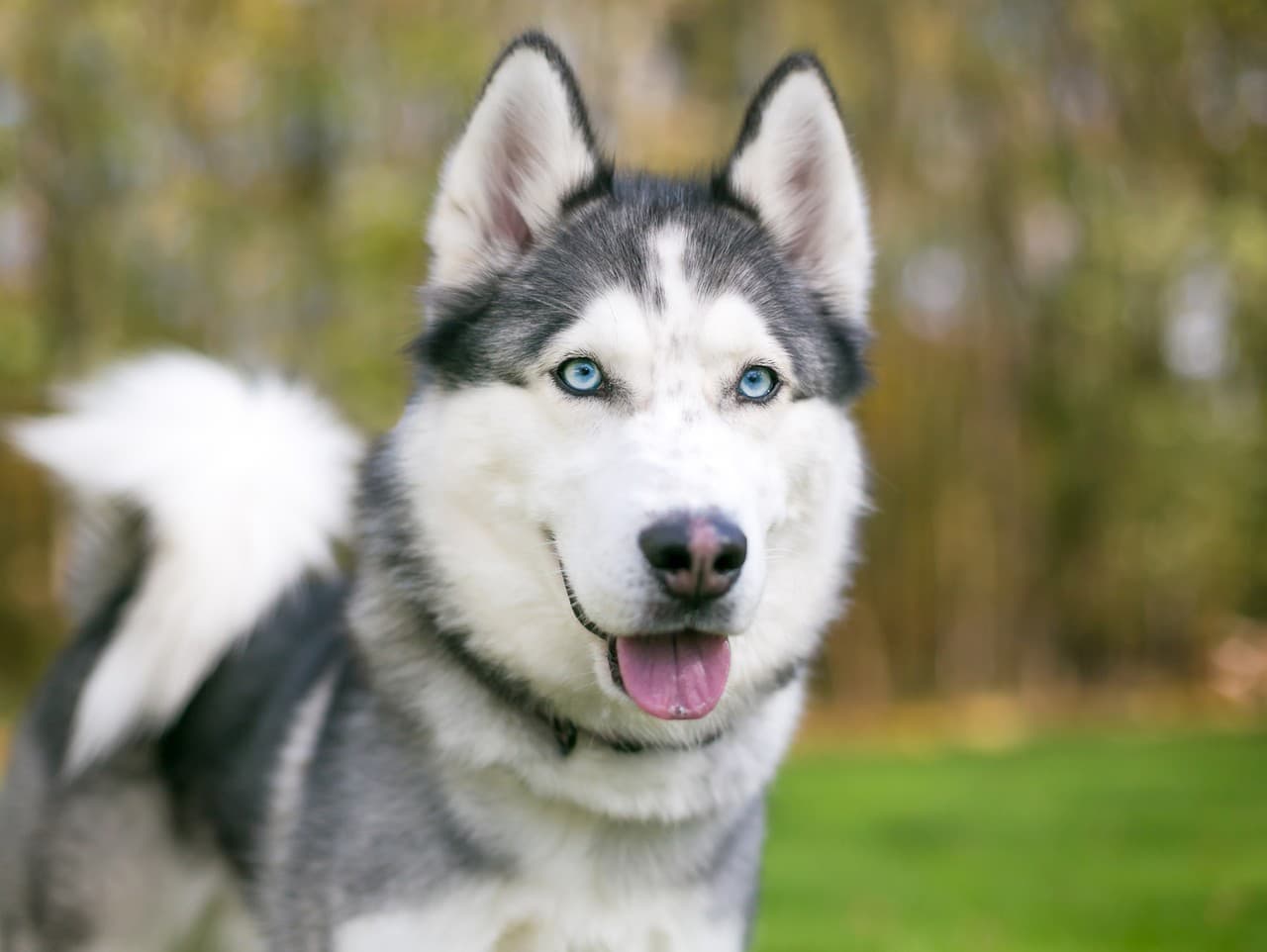 Agresívny husky našiel šťastie v novom psom súrodencovi