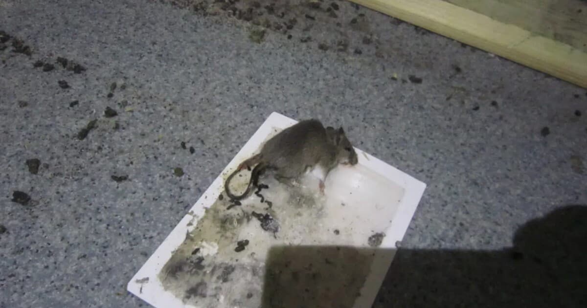 Hygienické prehrešky v potravinách: Inšpektori udelili mastné pokuty