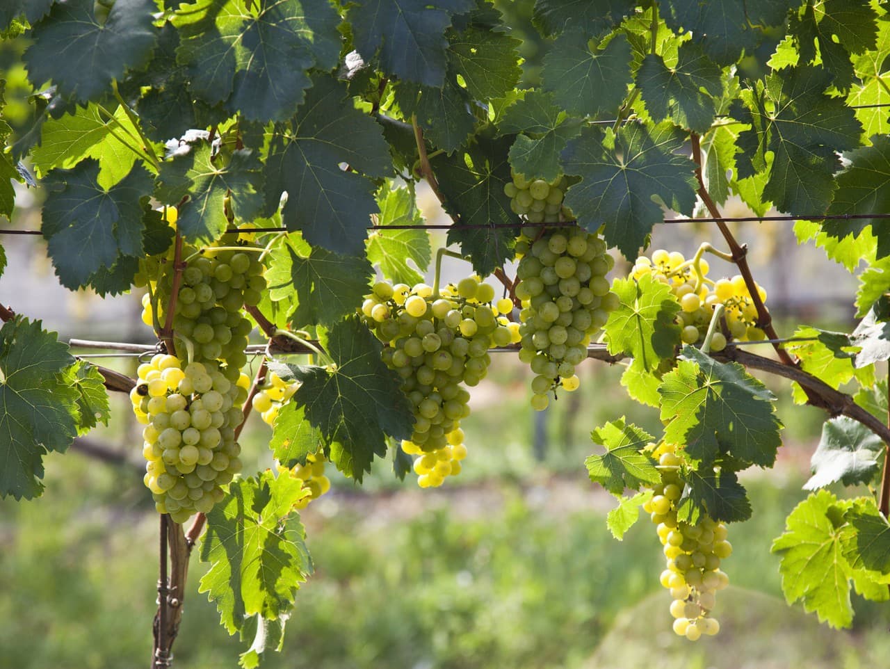 Karanténa pre zlaté žltnutie viniča: Sprísnenie opatrení v 12 okresoch