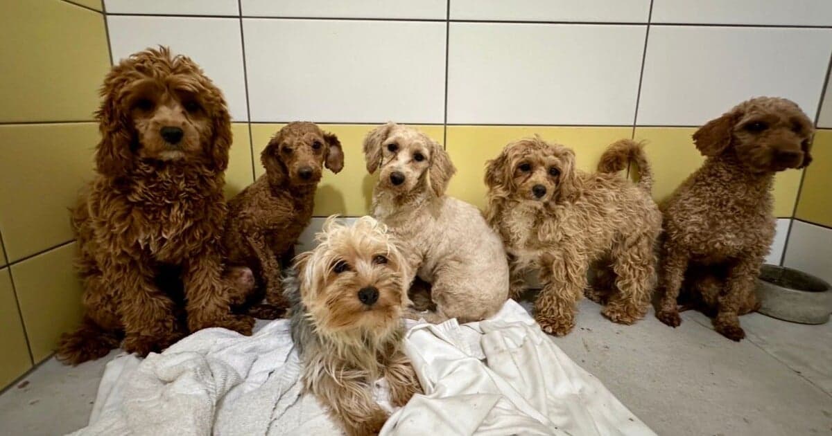 Záchrana psov z nelegálnej množiarne: Kde sa nachádzajú a aký je ich stav?