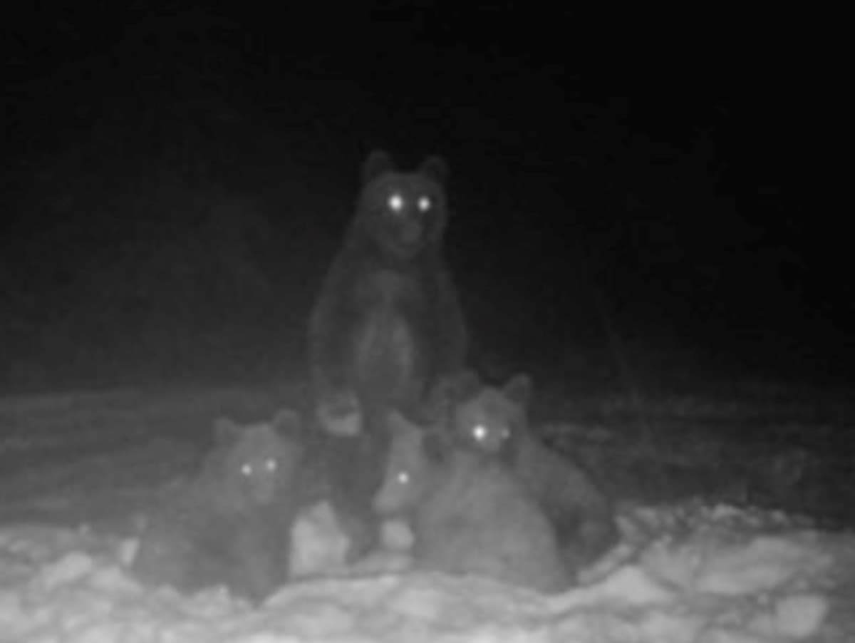 Nočný záber medveďov vyvolal búrlivú diskusiu na sociálnych sieťach