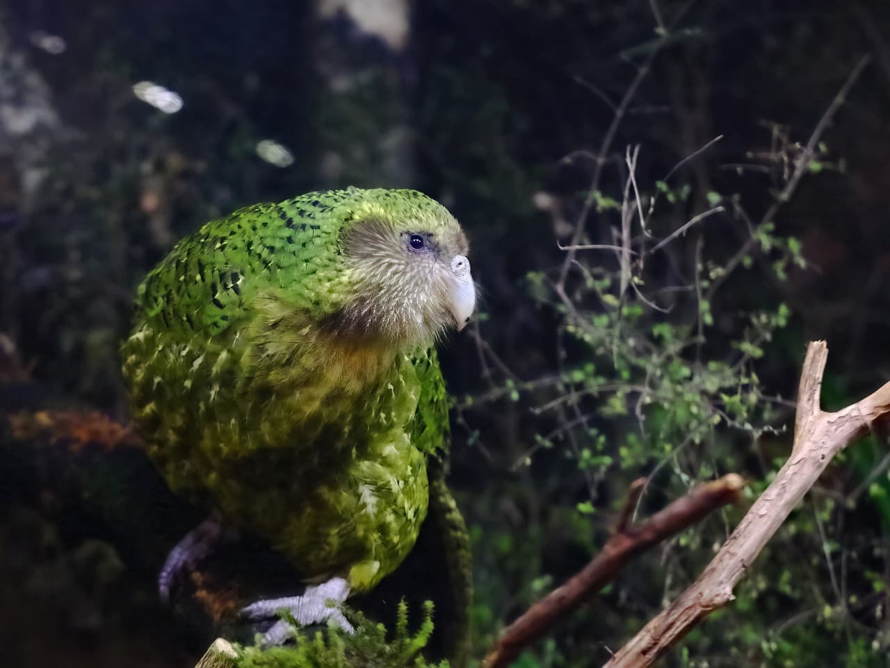 Kakapo: Papagáj, ktorý nevie lietať a vonia ako ovocný koktail