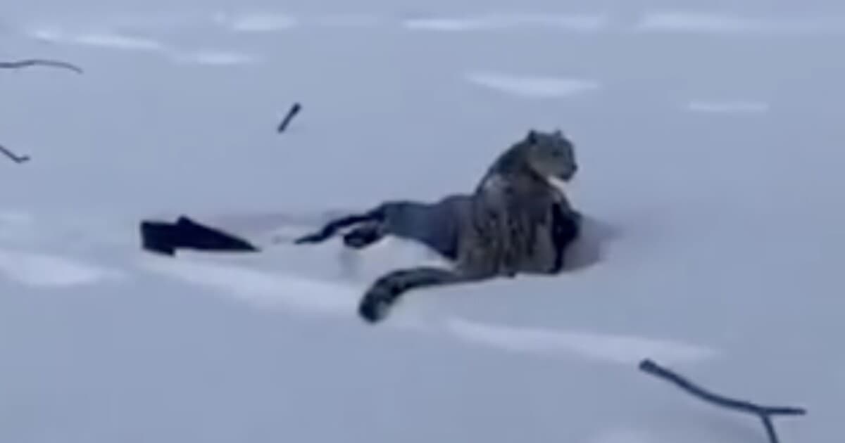 Lyžiarka riskovala život pre selfie, snežný leopard ju napadol