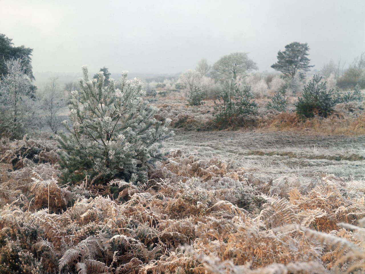 Slovensko čelí arktickej noci: Mrazy a hmla zasiahnu krajinu