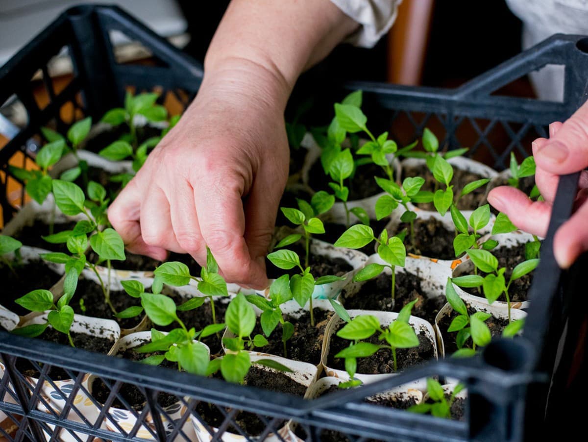 Čas na výsev papriky: Ako získať silné sadenice aj bez skleníka