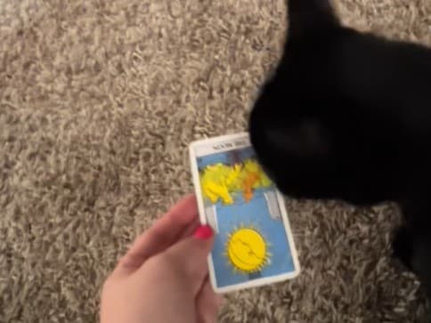 Kocúr Cole: Zázračný tarotový veštec z Washingtonu