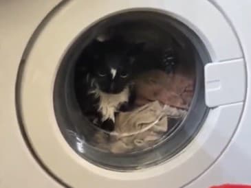 Kuriózna záchrana: Mačka uviaznutá v práčke v Moskve