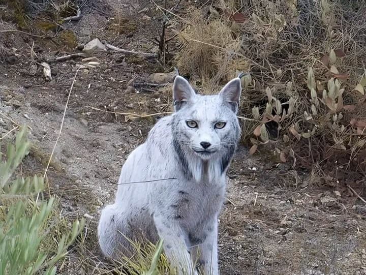Prvý biely rys pyrenejský zachytený na kameru v Španielsku