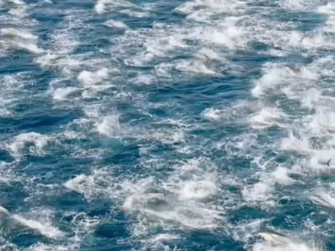 Delfínia stampede: Prírodný úkaz, ktorý ohromil milióny divákov