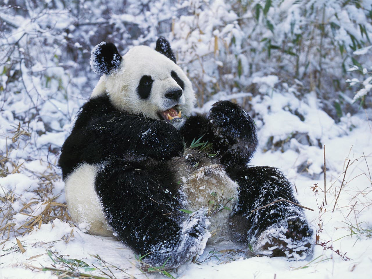 Katyuša: Malá panda z Moskvy očarila svet zimnými radovánkami